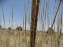 Muhlenbergia macroura