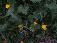 Taraxacum officinale