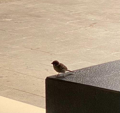 Eurasian Tree Sparrow