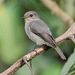 African Dusky Flycatcher - Photo (c) Nik Borrow, some rights reserved (CC BY-NC)