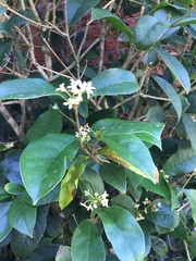 Osmanthus