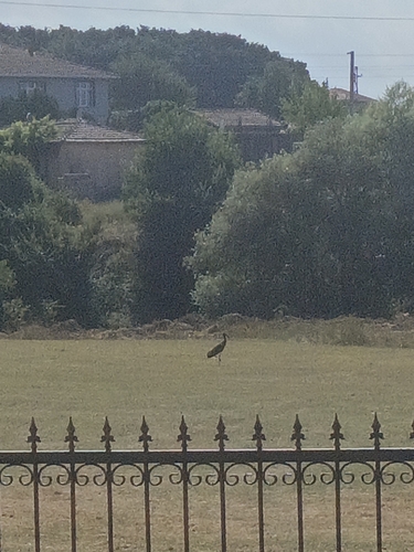 Black Stork
