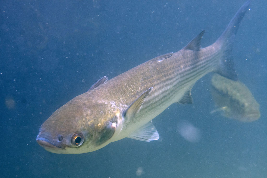 Thinlip Mullet