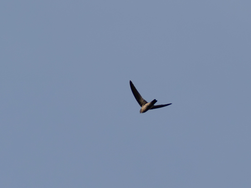 Dark Swiftlets