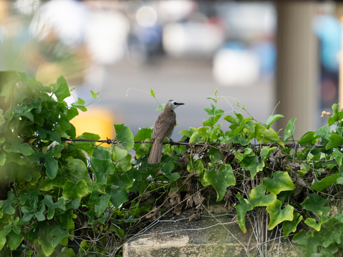Yellow-vented Bulbul