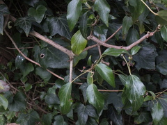 Hedera helix