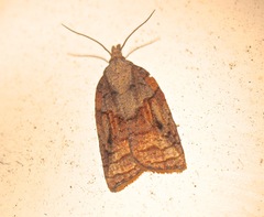 Platynota idaeusalis