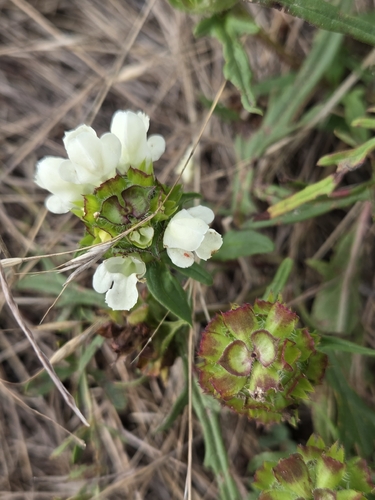 Cut-leaved Selfheal
