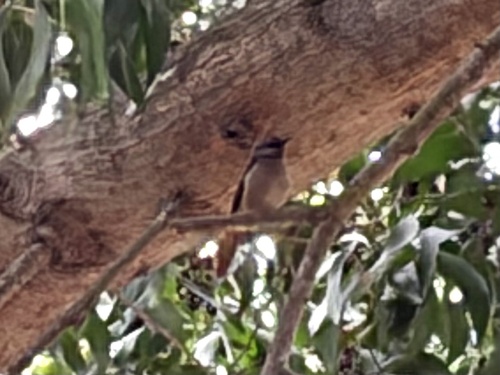 Rufous-tailed Palm Thrush (Cichladusa ruficauda), photo 2