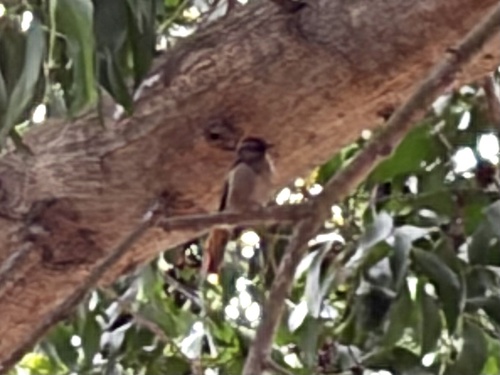 Rufous-tailed Palm Thrush (Cichladusa ruficauda), photo 2