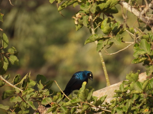 iNaturalist image