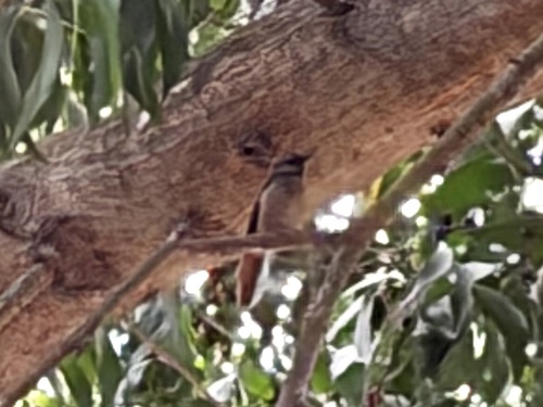 Rufous-tailed Palm Thrush (Cichladusa ruficauda), photo 4