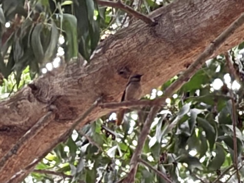 Rufous-tailed Palm Thrush (Cichladusa ruficauda), photo 5
