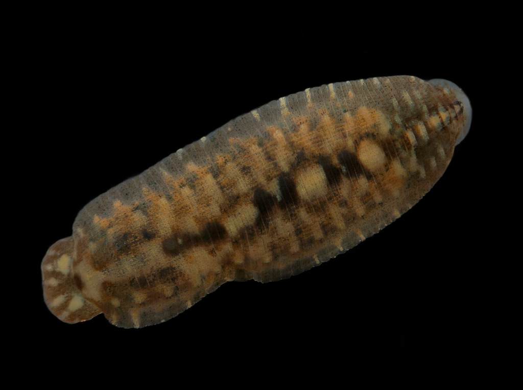 Placobdella hollensis