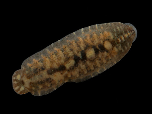 Placobdella hollensis