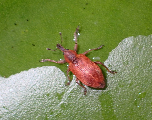 Black-beaked green weevil photo 4