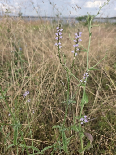 Common vervain