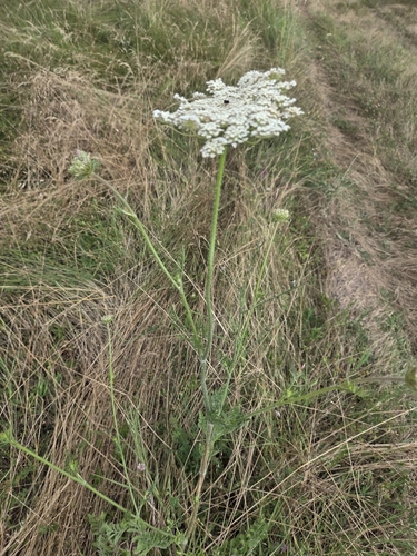 wild carrot