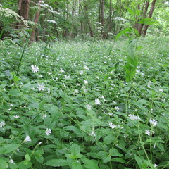 Stellaria nemorum