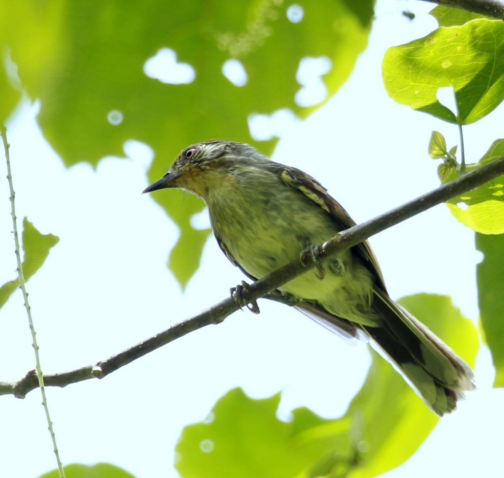 Rusty-crowned Babbler photo