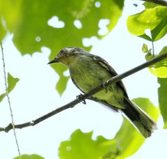 Rusty-Crowned Babbler photo 1