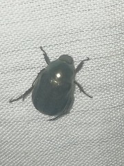 Paranomala cincta