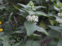 Lamium album