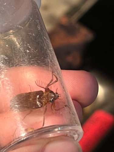 iNaturalist observation photo of Water, Rove, Scarab, Long-horned, Leaf, and Snout Beetles
