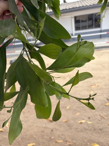 Big-leaved Acacia