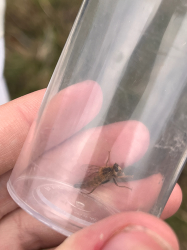 iNaturalist observation photo of Stenopogonini