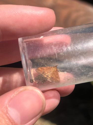iNaturalist observation photo of Mint Moths