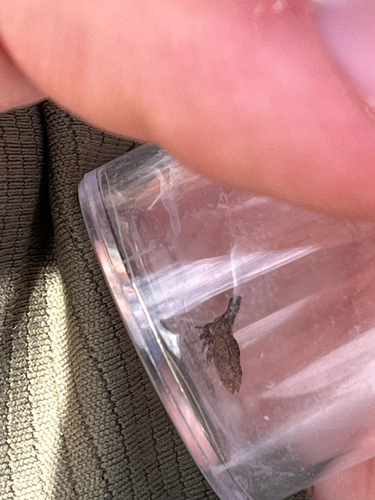 iNaturalist observation photo of Philya californiensis