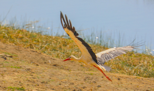 White Stork