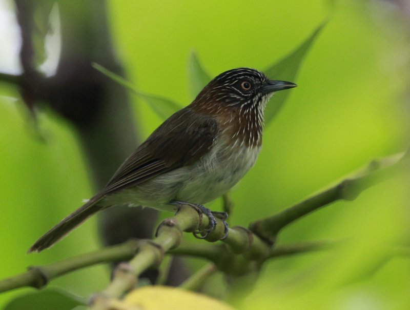Mindanao Pygmy-Babbler photo