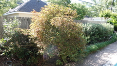 Dicliptera suberecta