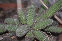 Lobivia silvestrii