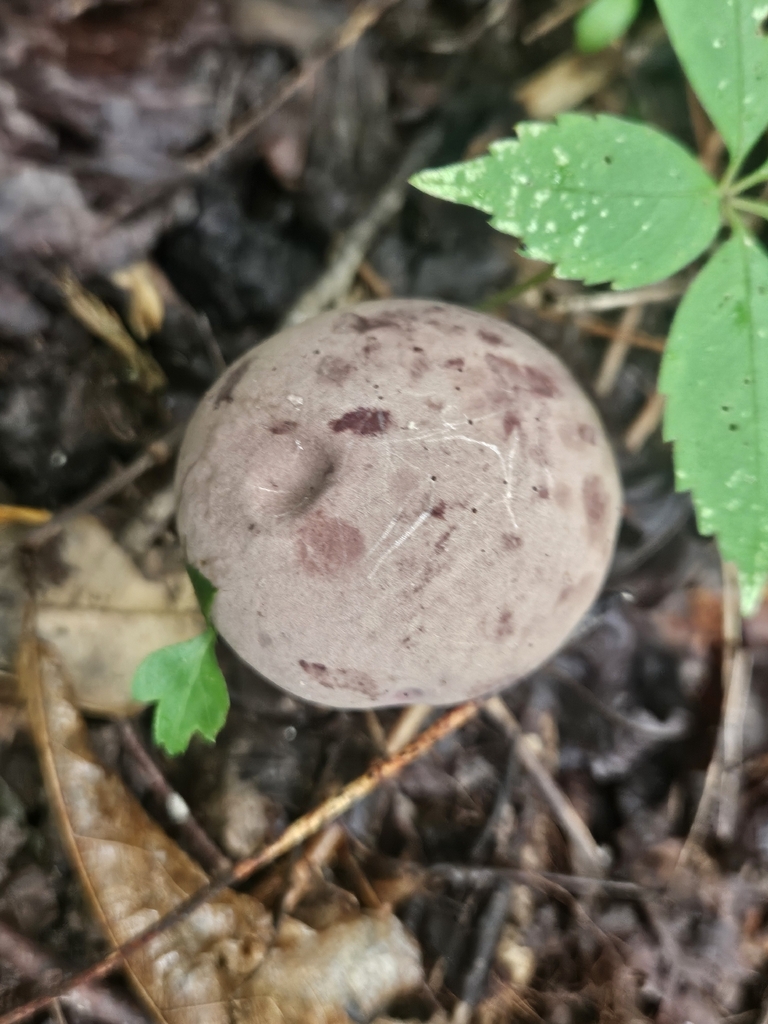 reddish brown bitter bolete · July 2026 · photo: Photo: (c) willingarden, some rights reserved (CC BY) · iNaturalist