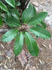 Heptapleurum actinophyllum