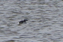 Clangula hyemalis image