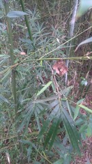 Phyllostachys makinoi