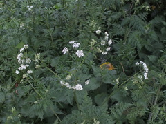 Anthriscus sylvestris