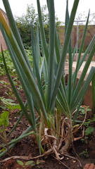 Allium cepa aggregatum