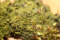 Lejeunea cavifolia