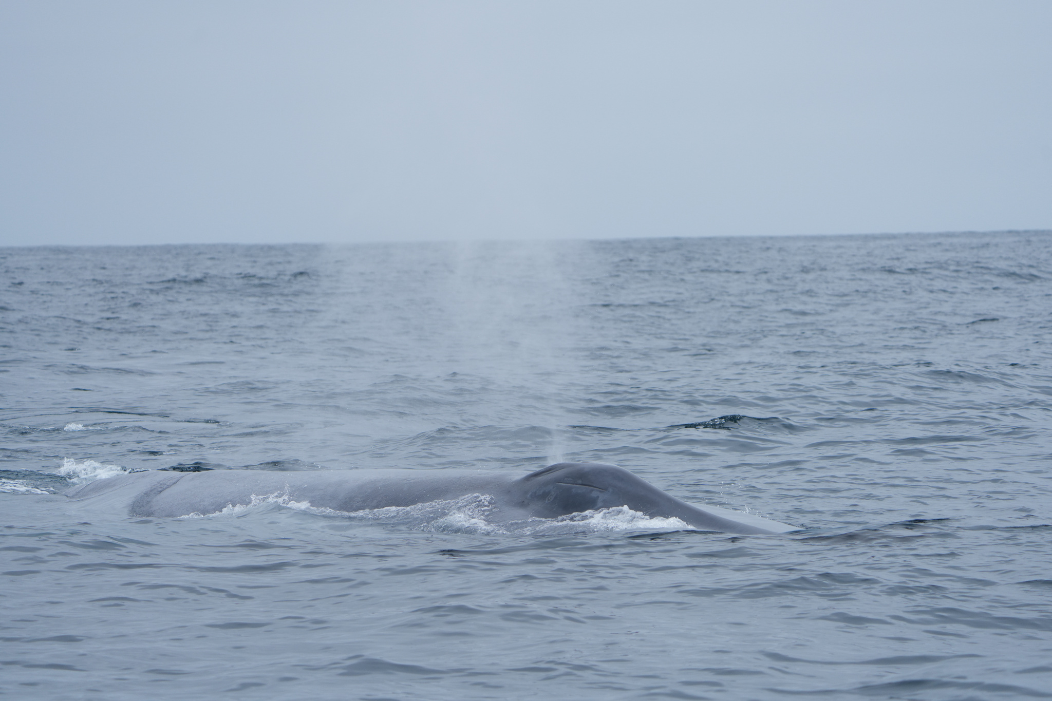 Balaenoptera musculus