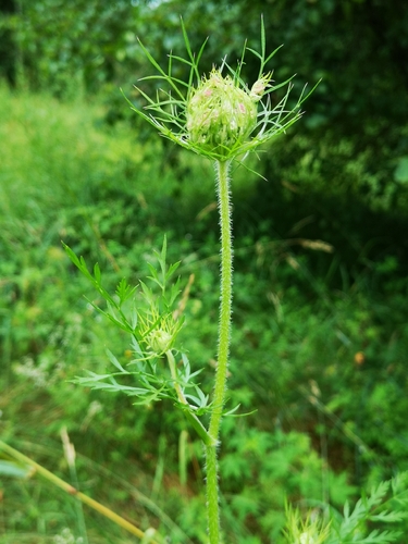 Paprastoji morka