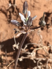 Androstephium breviflorum