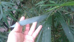 Phyllostachys makinoi