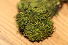 Lejeunea cavifolia