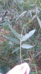 Phyllostachys makinoi