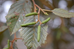Alnus acuminata arguta